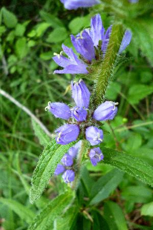 Hochbedrohte Glockenblume wird wieder angesiedelt